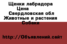 Щенки лабрадора › Цена ­ 12 000 - Свердловская обл. Животные и растения » Собаки   